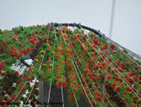Imagine atasata: Timfloralis - 2015.05.20 - 11.jpg